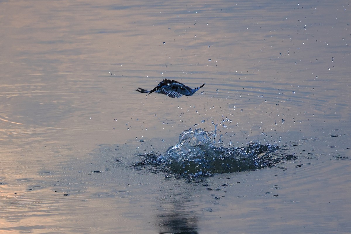 Pied Kingfisher - ML565992271