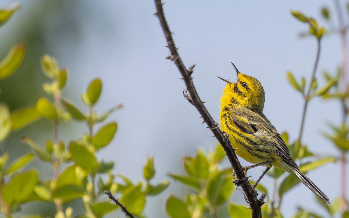 Prairie Warbler - ML565992921