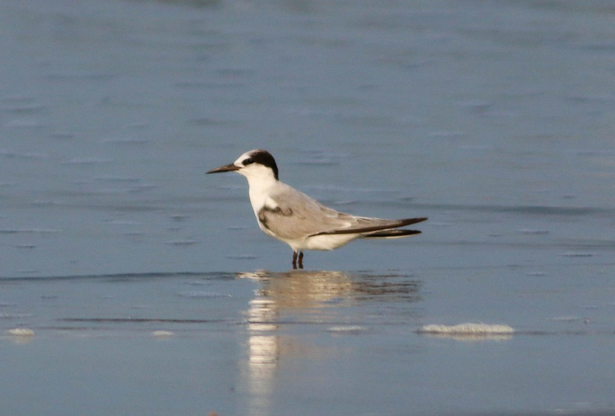 Little Tern - ML565993621