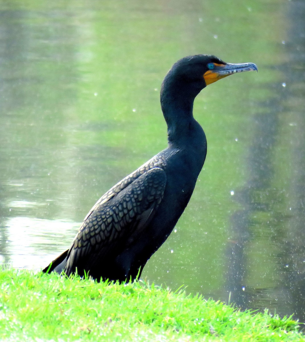 Double-crested Cormorant - ML565996391