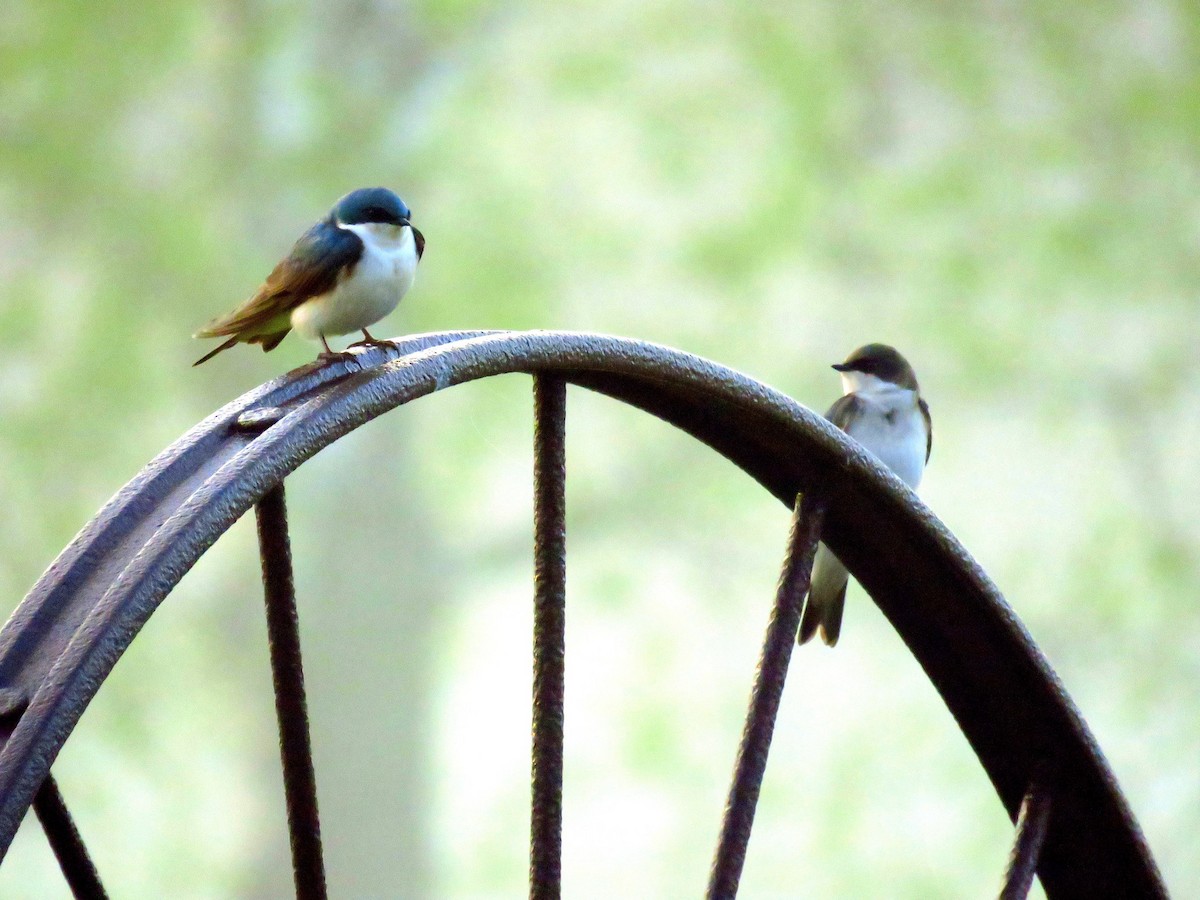 Tree Swallow - ML565996441