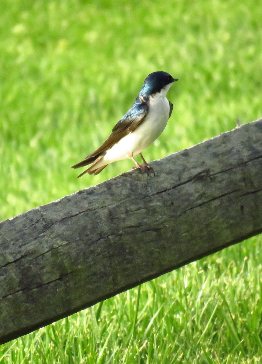 Tree Swallow - ML565996451