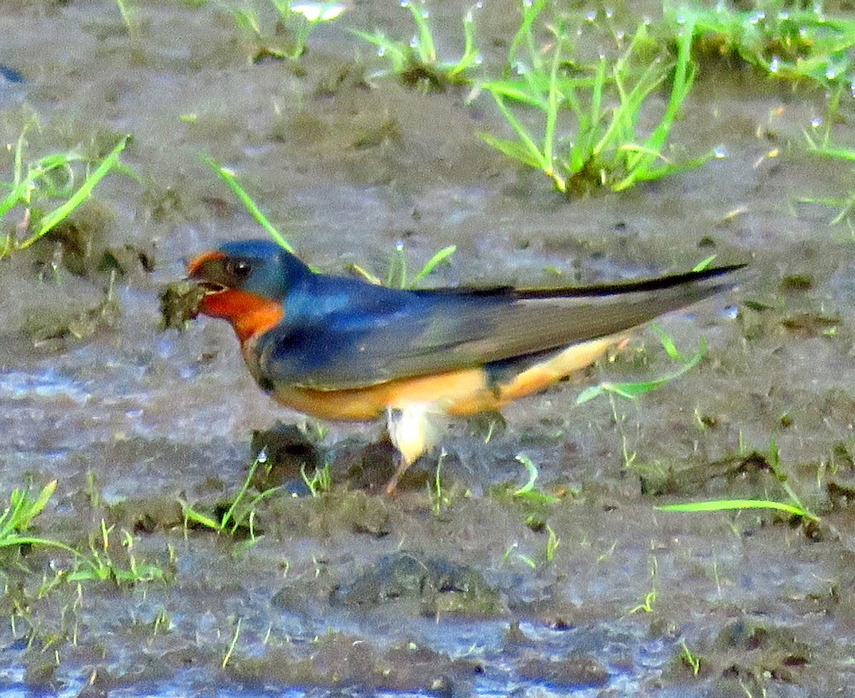 Enara arrunta (erythrogaster) - ML565996511