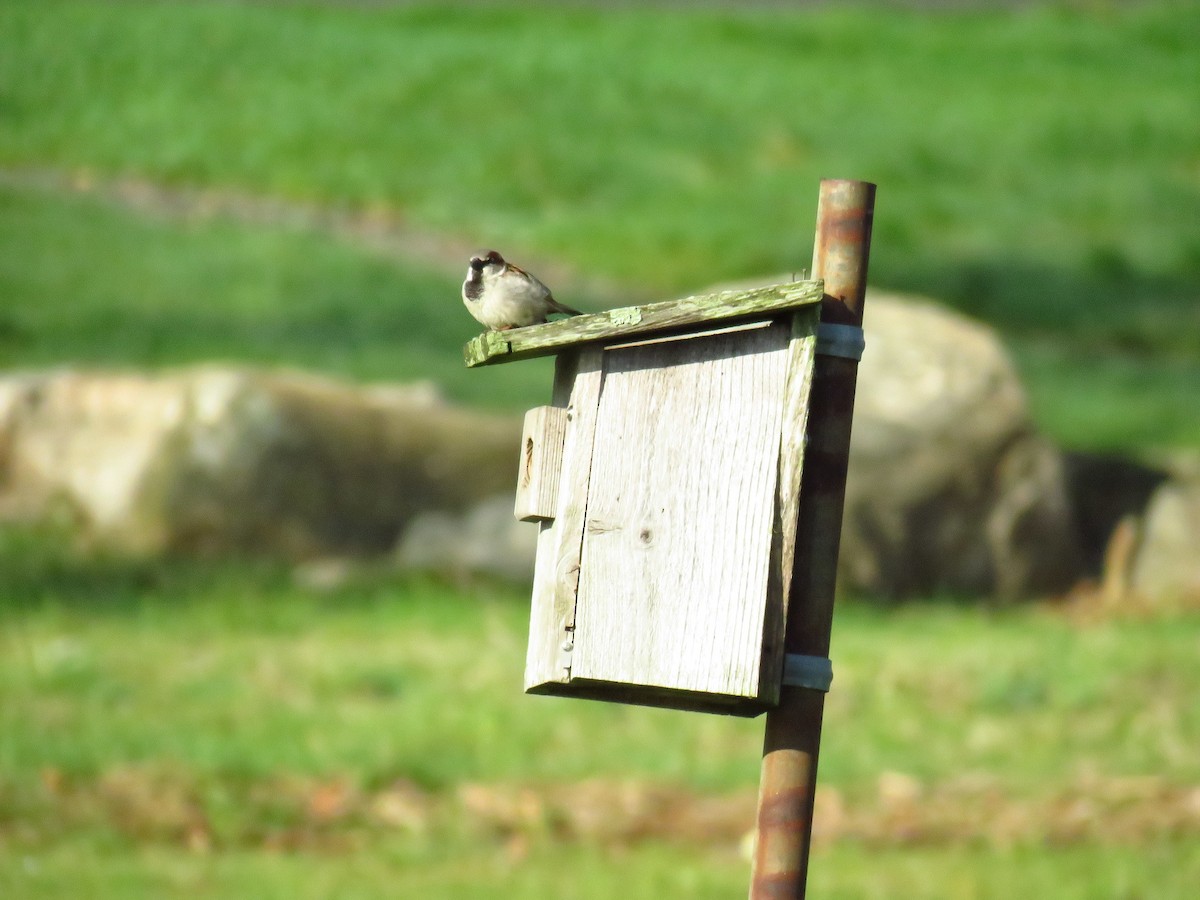 House Sparrow - Tom Dudones