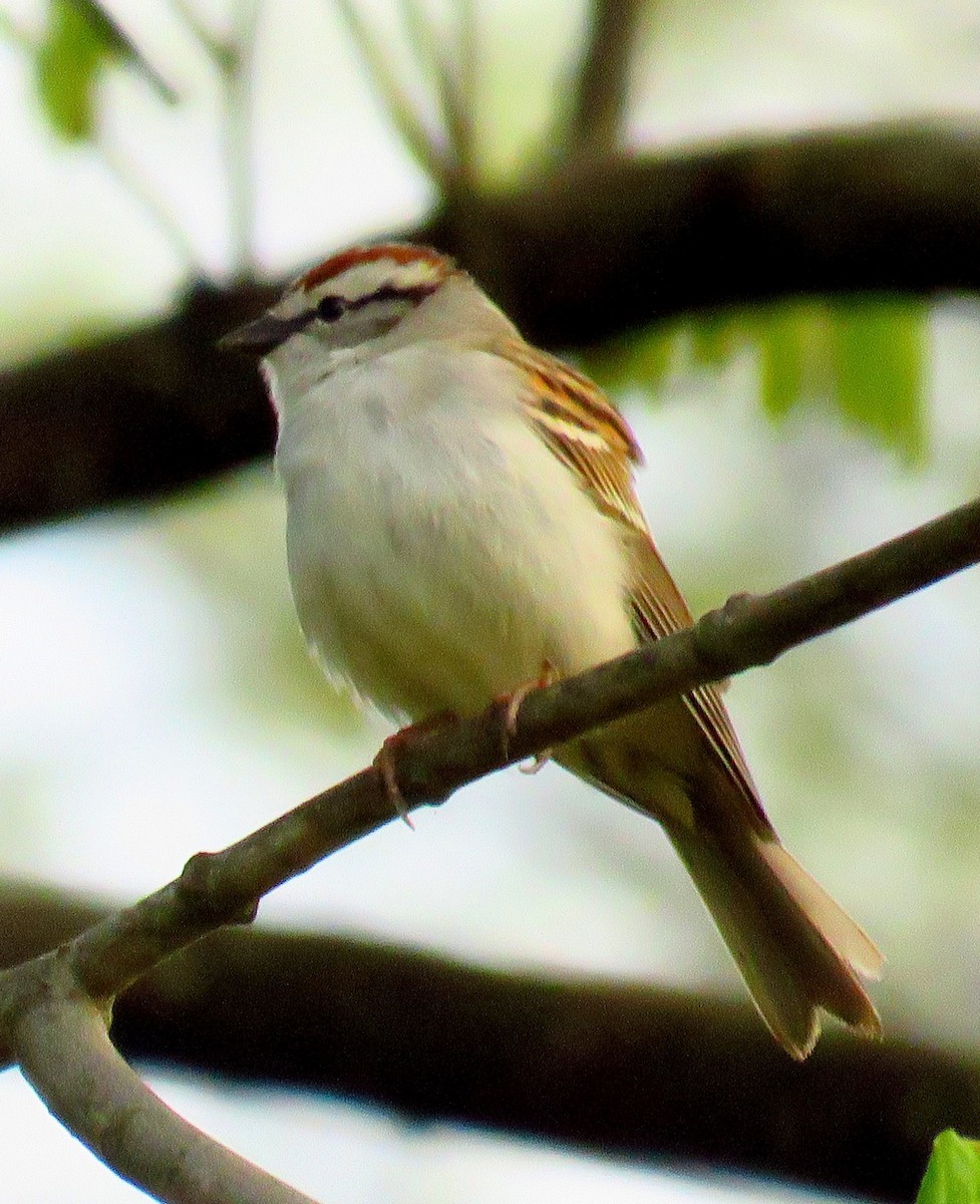 Chipping Sparrow - ML565996861