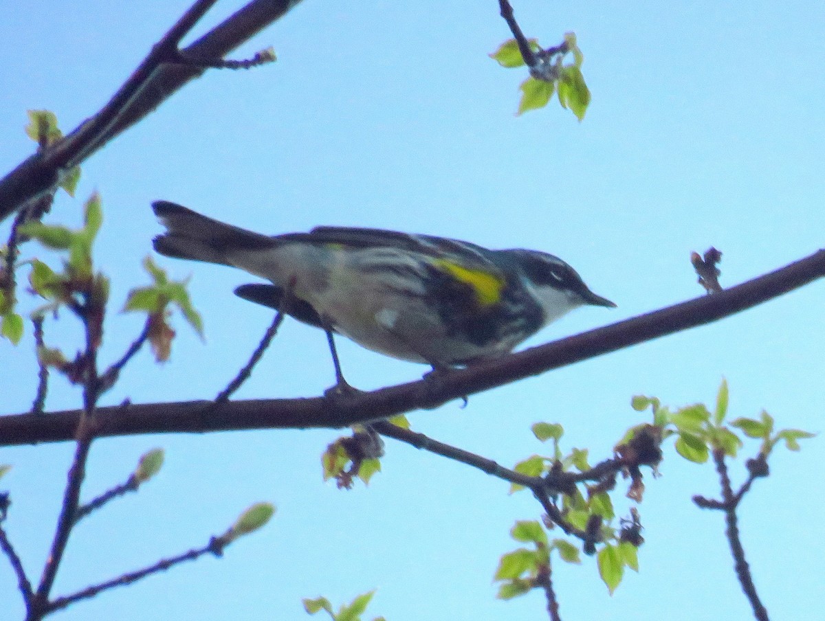 Yellow-rumped Warbler (Myrtle) - ML565996951