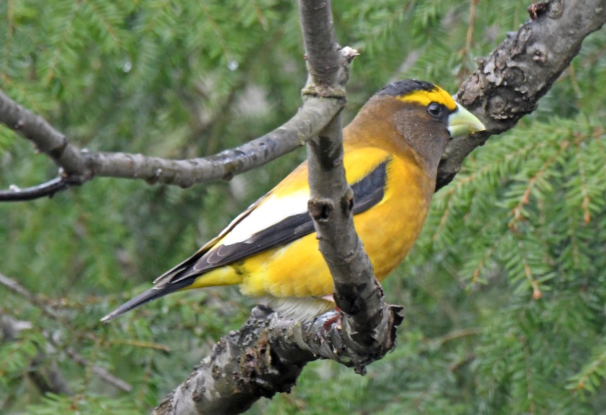 Evening Grosbeak - ML565997021