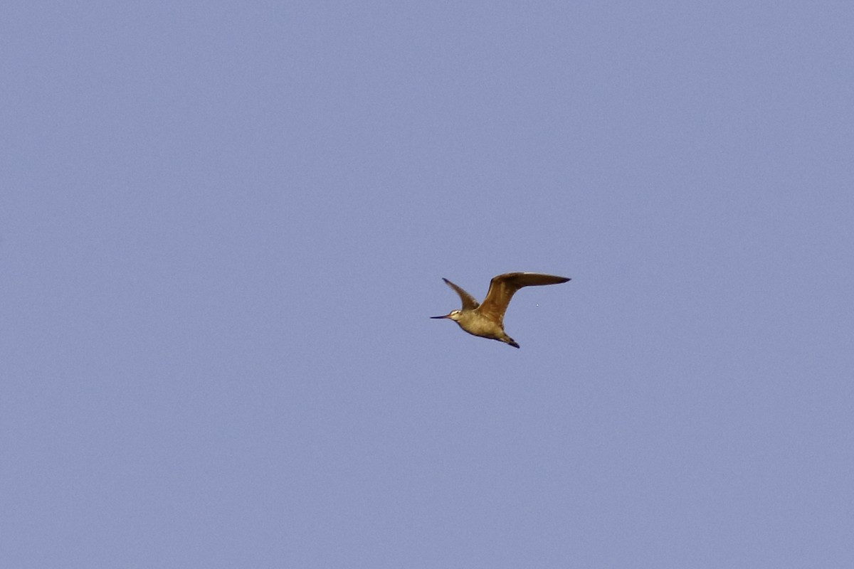 Marbled Godwit - Linda Chittum