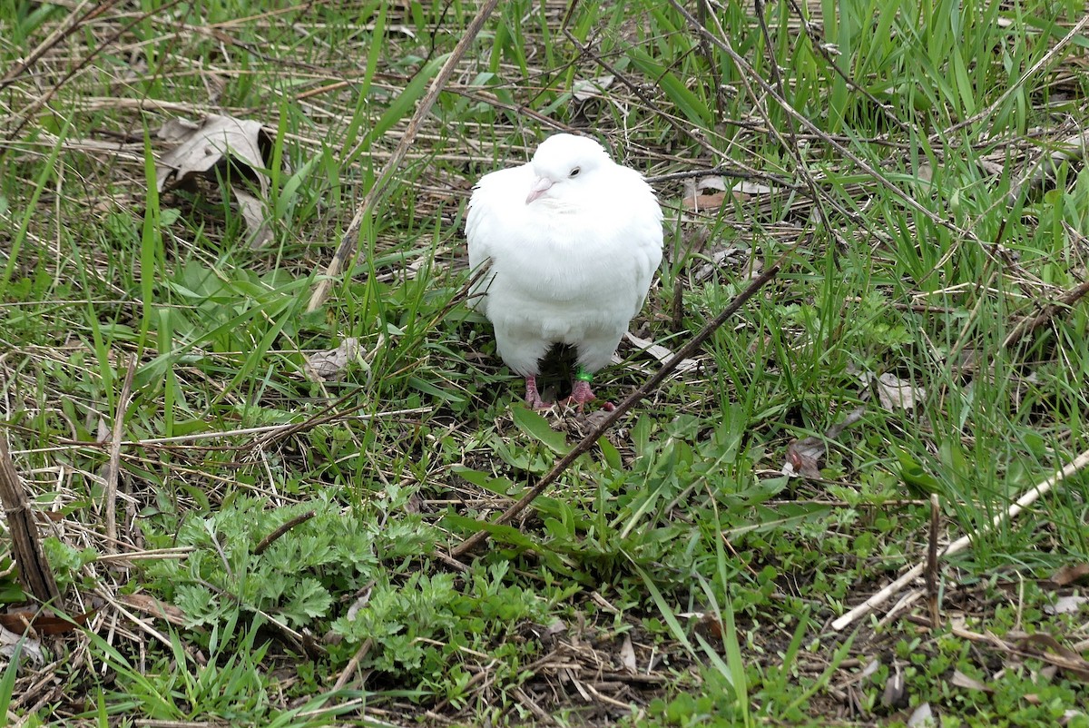 Rock Pigeon (Feral Pigeon) - André Labelle