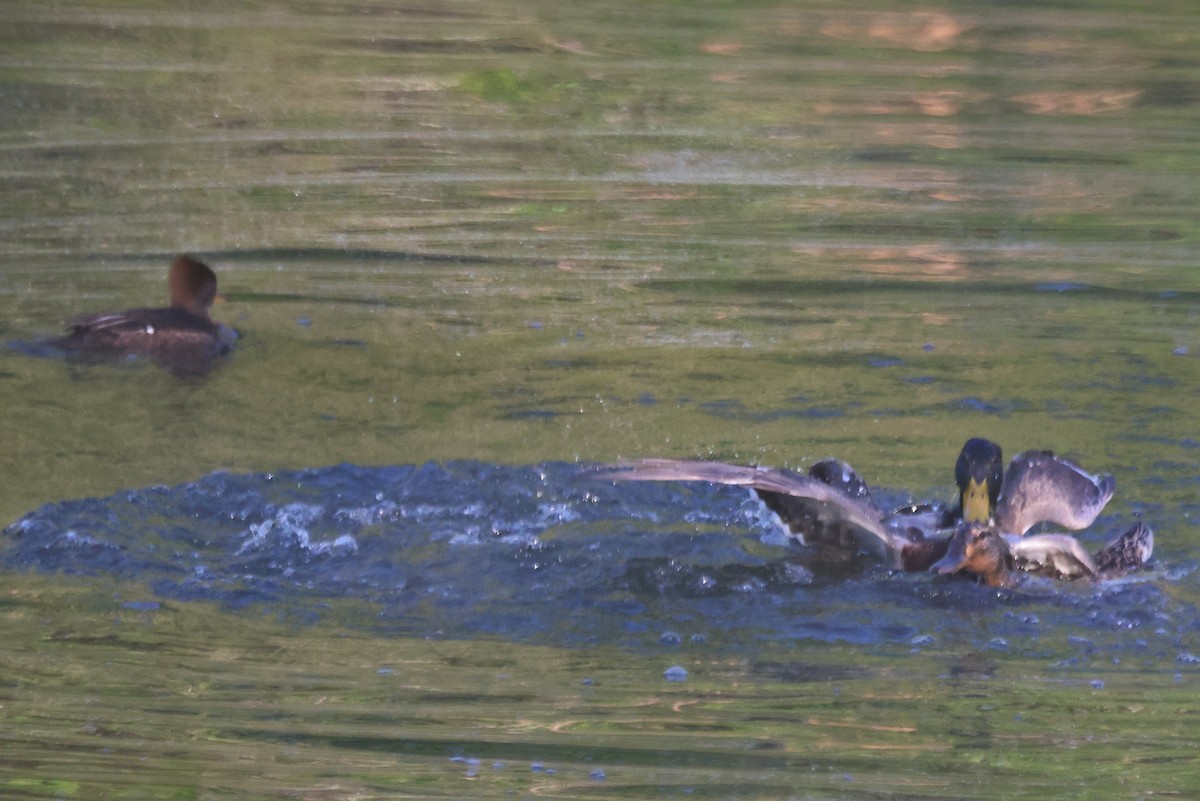 Hooded Merganser - ML566001031