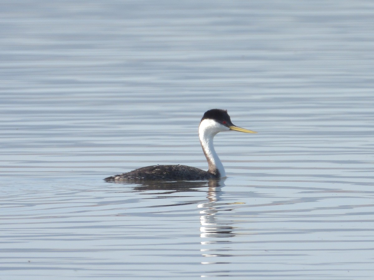 Western Grebe - ML566001471