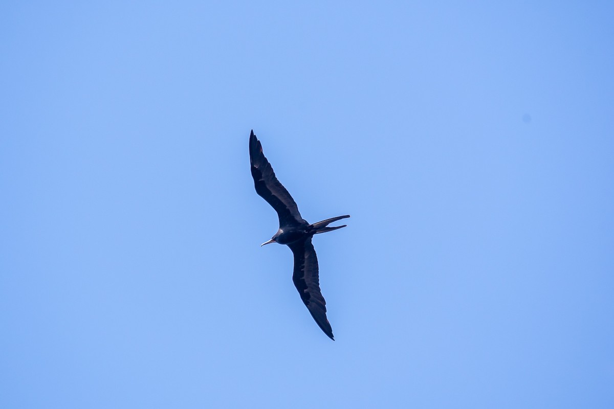 Magnificent Frigatebird - ML566001481