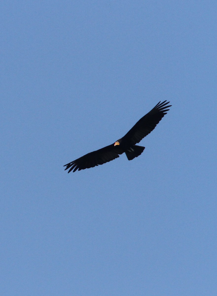 Lesser Yellow-headed Vulture - ML56600191