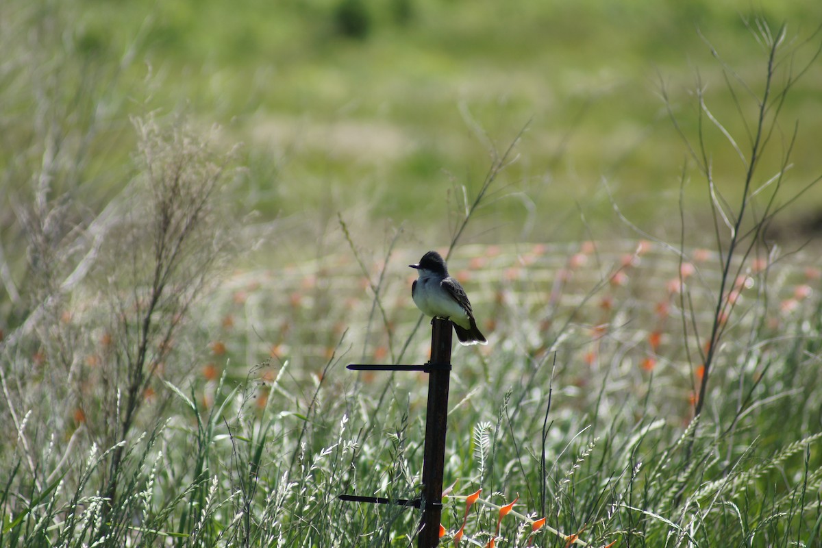 Eastern Kingbird - ML566003101