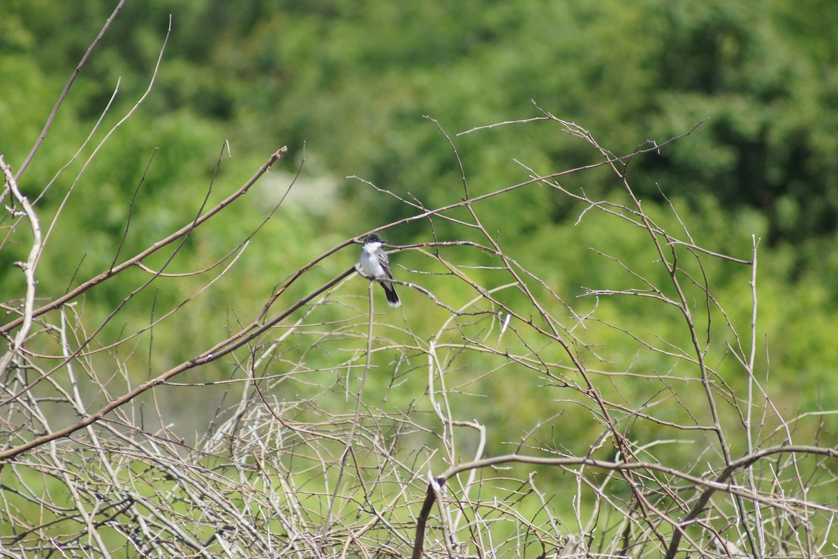 Eastern Kingbird - ML566003121