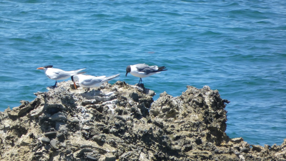 Laughing Gull - ML566003491