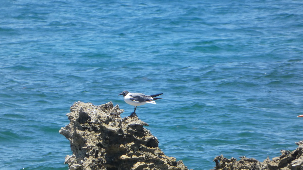 Laughing Gull - ML566003501