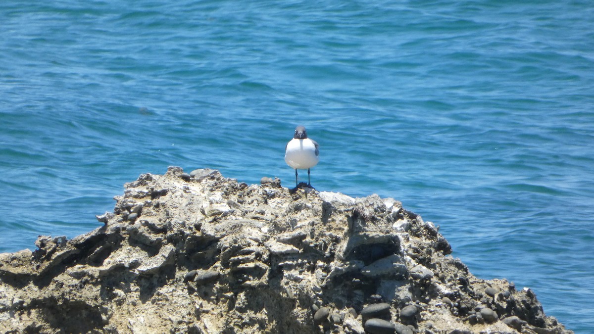 Laughing Gull - ML566003511