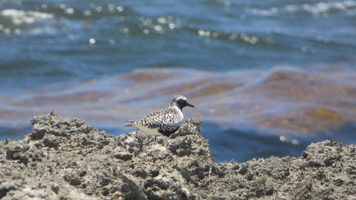 Black-bellied Plover - ML566003701