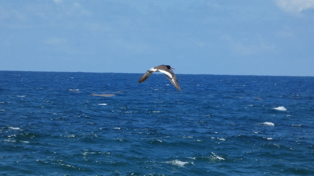 American Oystercatcher - ML566003841