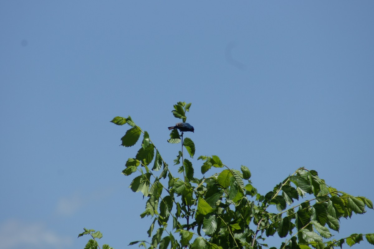 Indigo Bunting - ML566003861