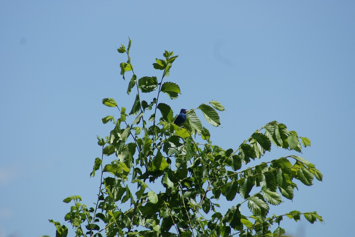 Indigo Bunting - David Brooks