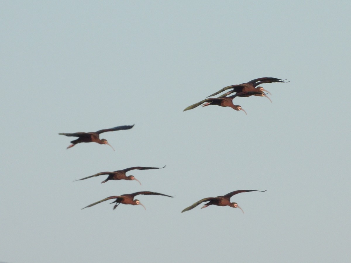 White-faced Ibis - ML566004091