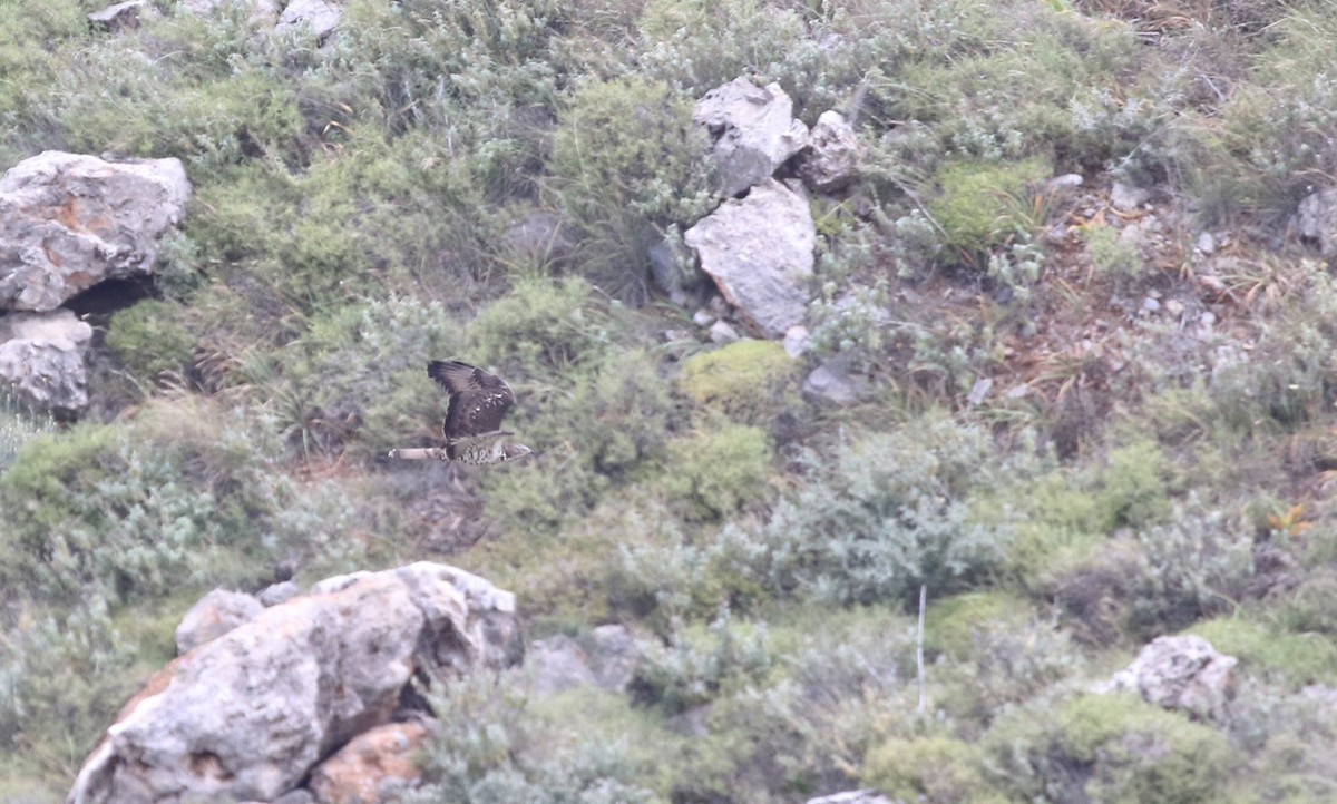 European Honey-buzzard - ML566004251