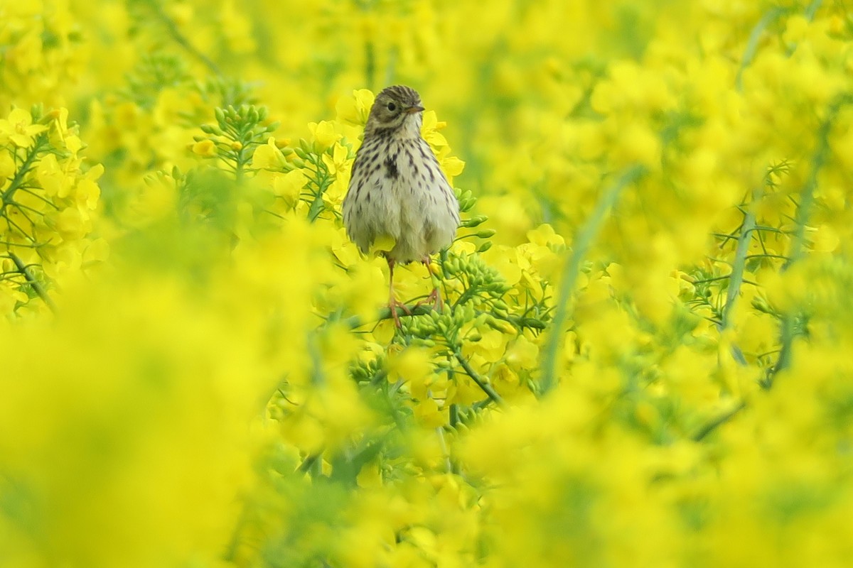 Meadow Pipit - ML566004321