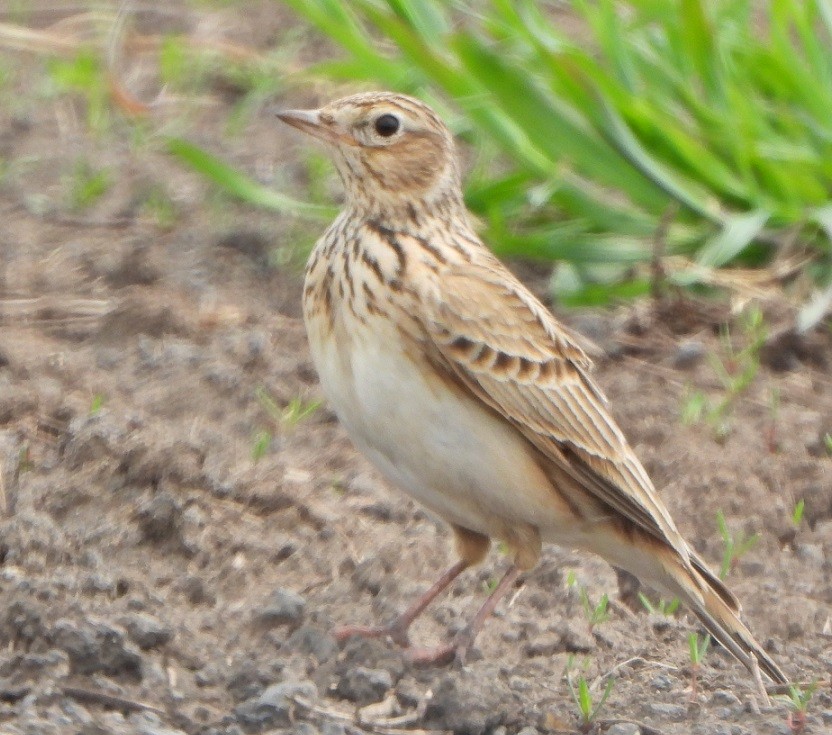 Eurasian Skylark - ML566004511