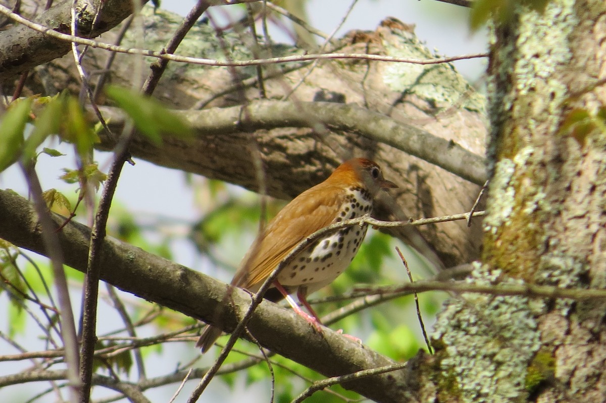 Wood Thrush - ML56600471