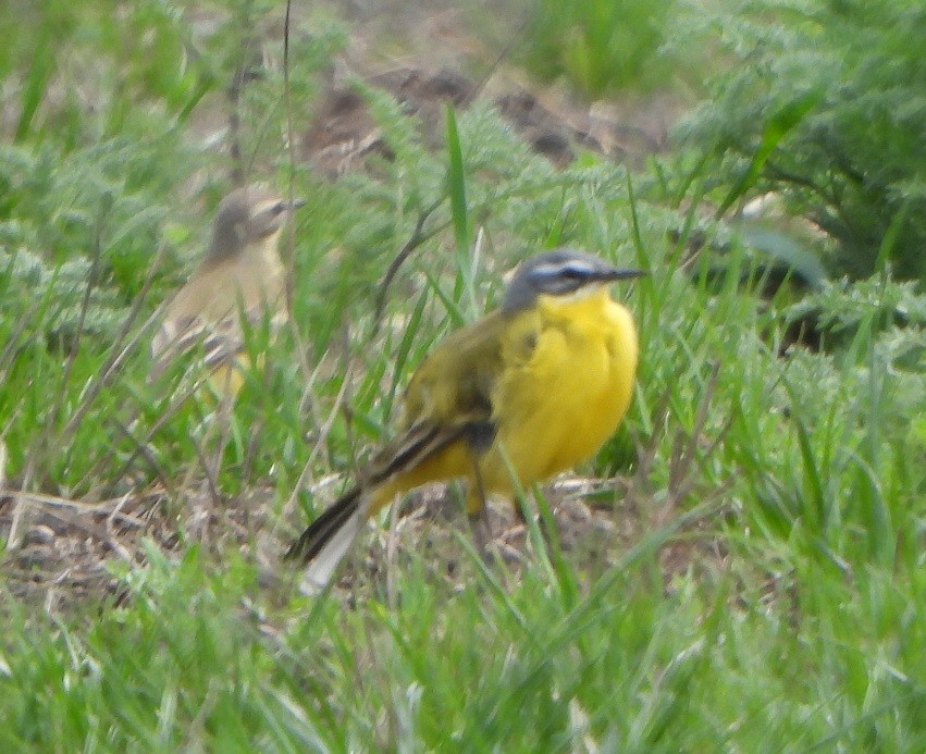 Western Yellow Wagtail - ML566004731