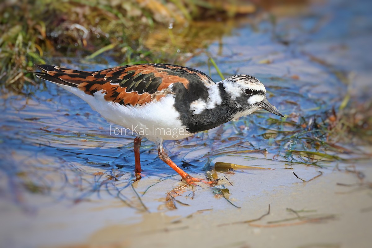 Ruddy Turnstone - ML566004761