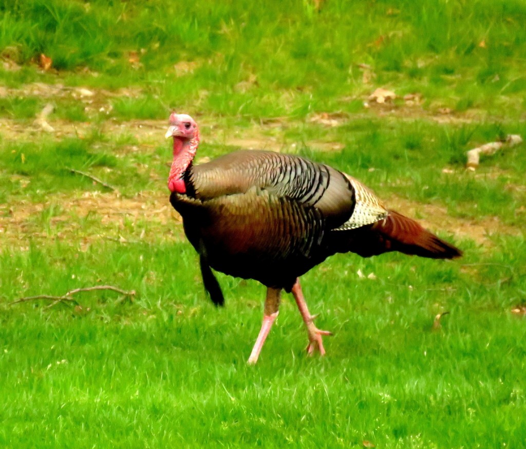 Wild Turkey - Tom Dudones