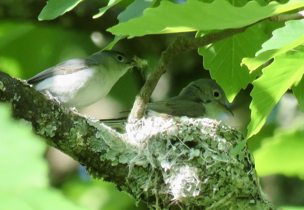 Blue-gray Gnatcatcher - Chris Welsh