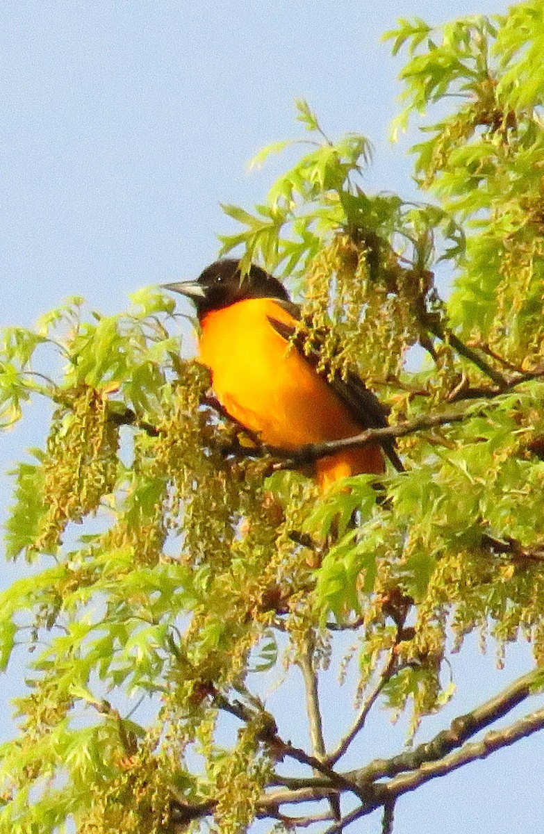 Baltimore Oriole - ML566005931