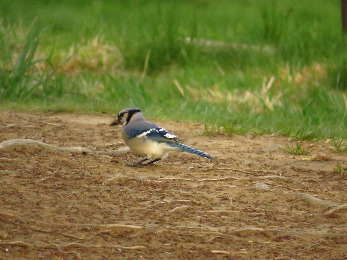 Blue Jay - Tom Dudones