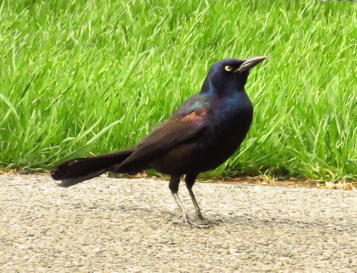 Common Grackle - ML566006221