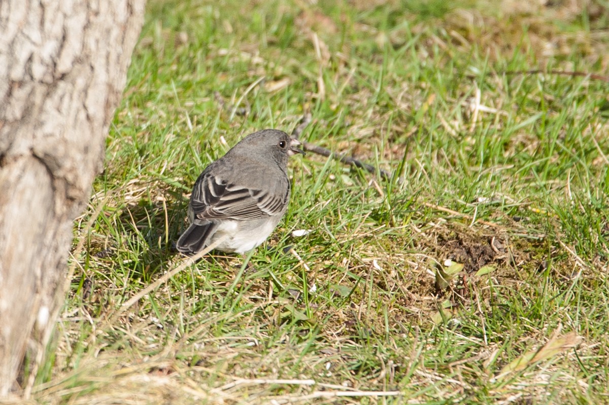 Dark-eyed Junco - ML56600641