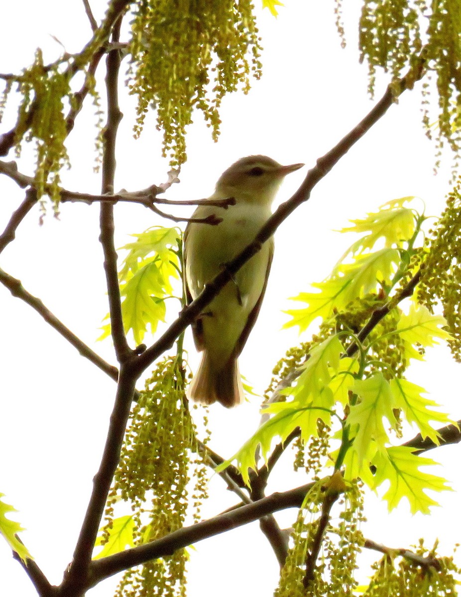 Warbling Vireo - Tom Dudones