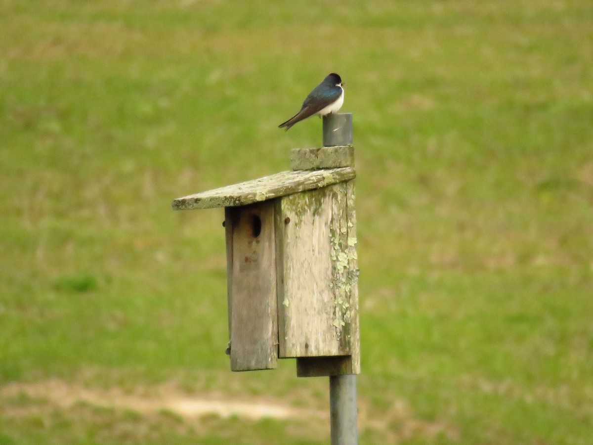 Tree Swallow - ML566006581