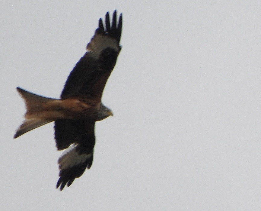 Red Kite - ML566006701