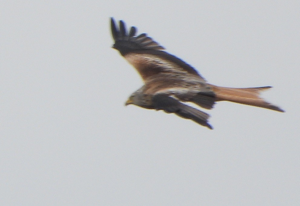 Red Kite - ML566006721