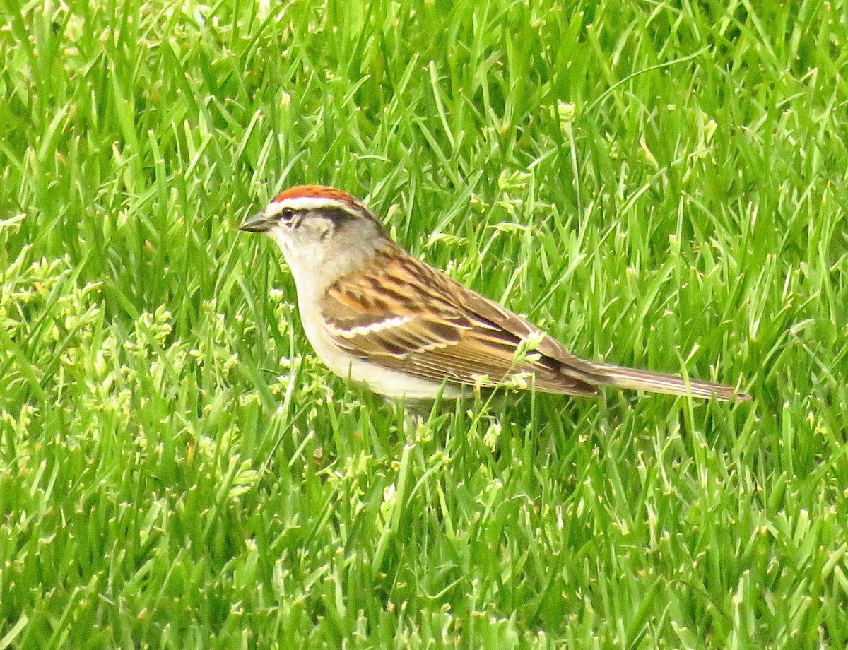 Chipping Sparrow - ML566006791