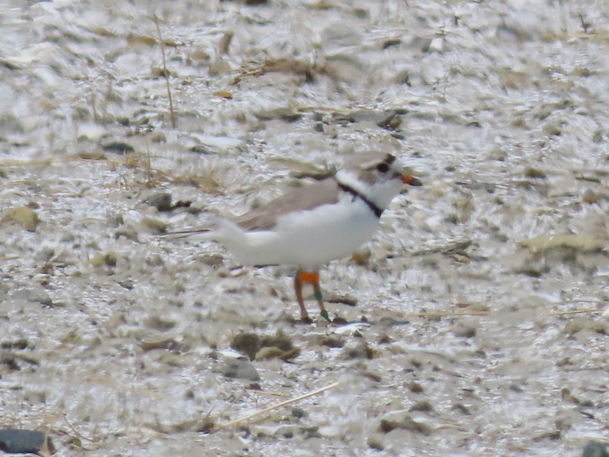 Piping Plover - ML566007041