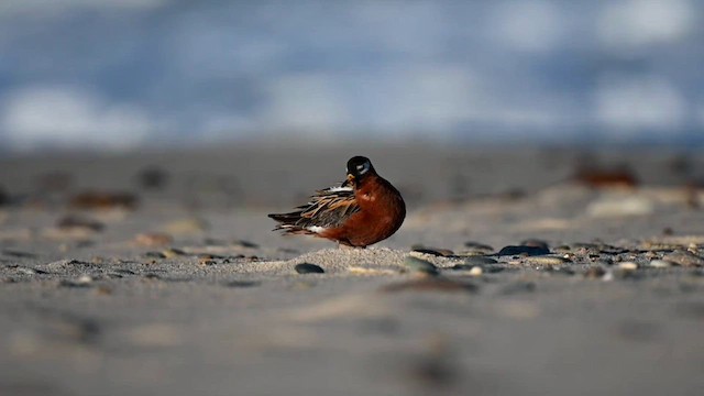 Phalarope à bec large - ML566007401