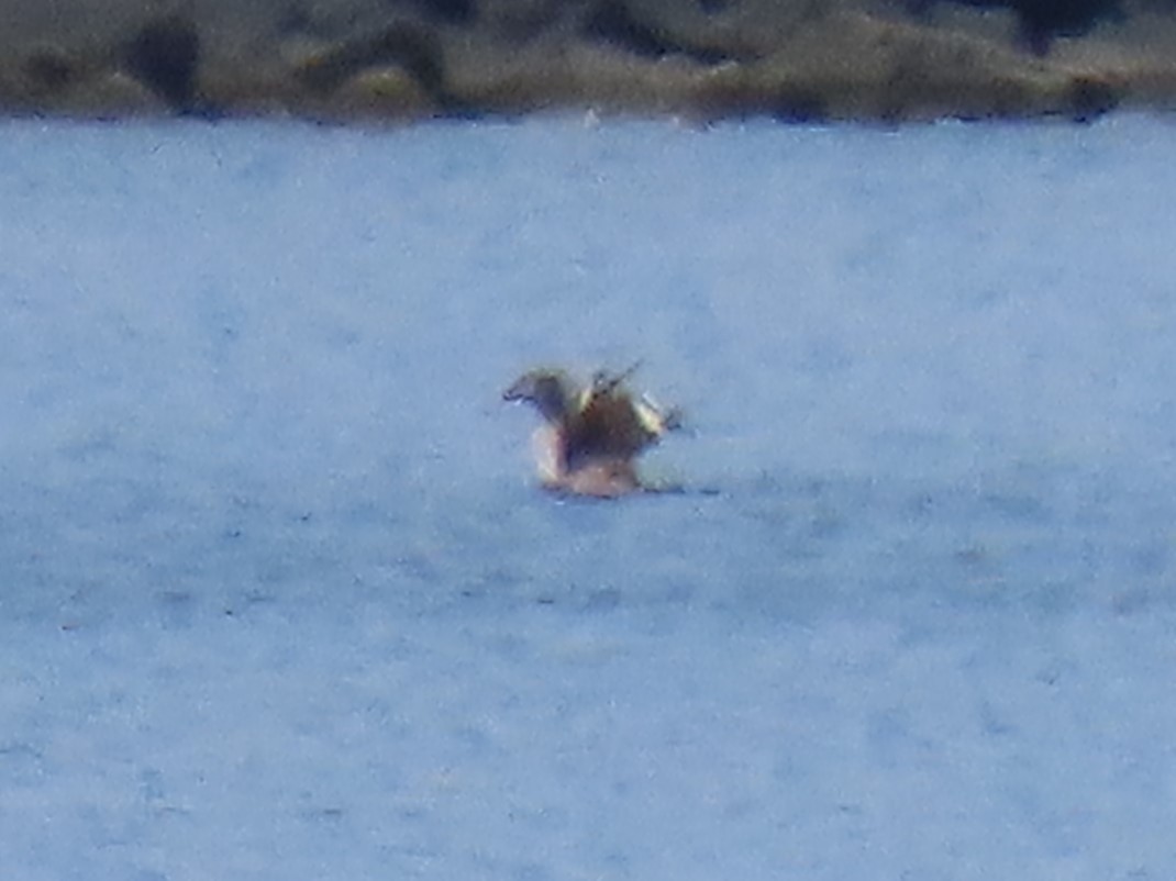 White-winged Scoter - ML566007421