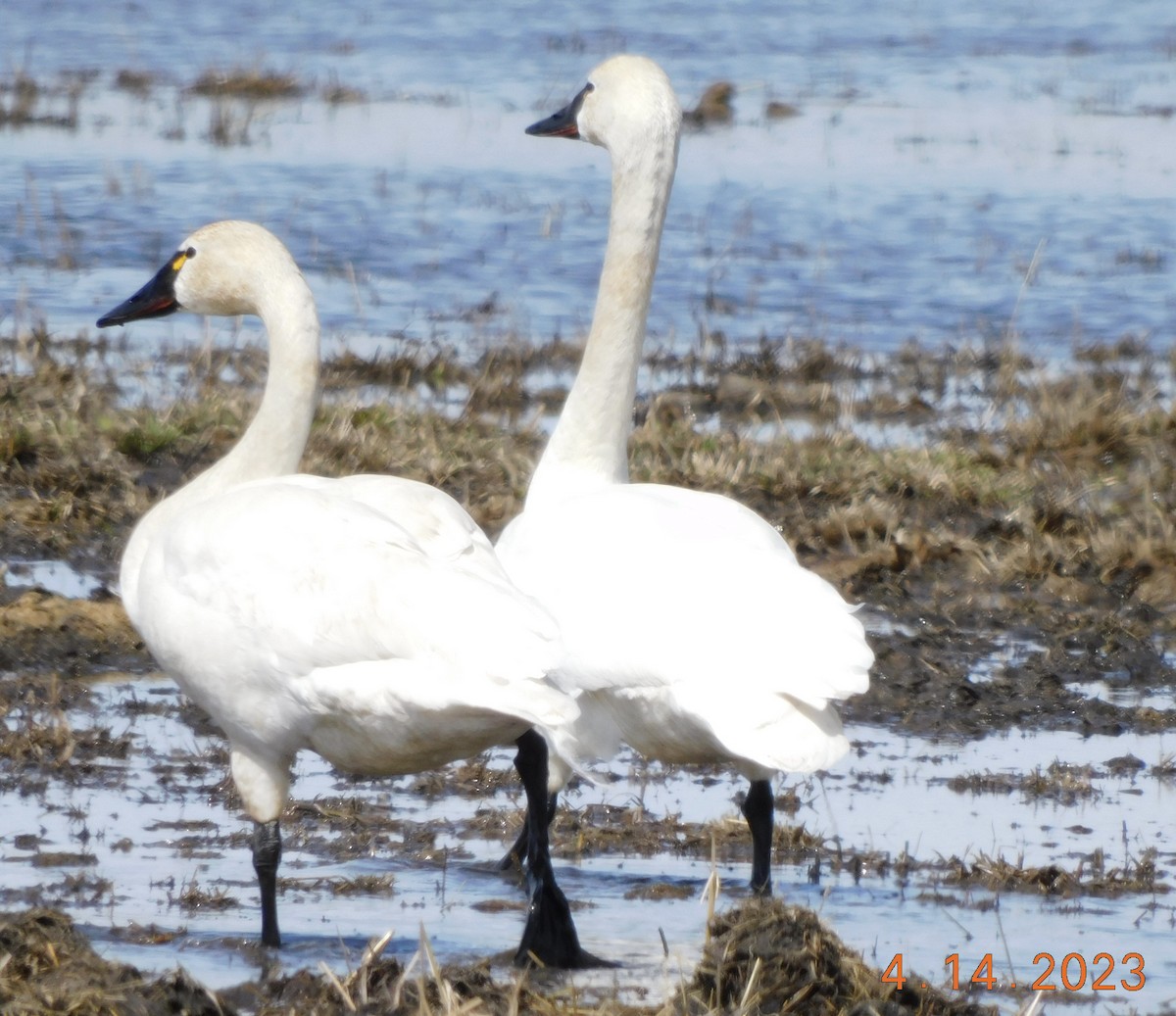 Tundra Swan - ML566007751