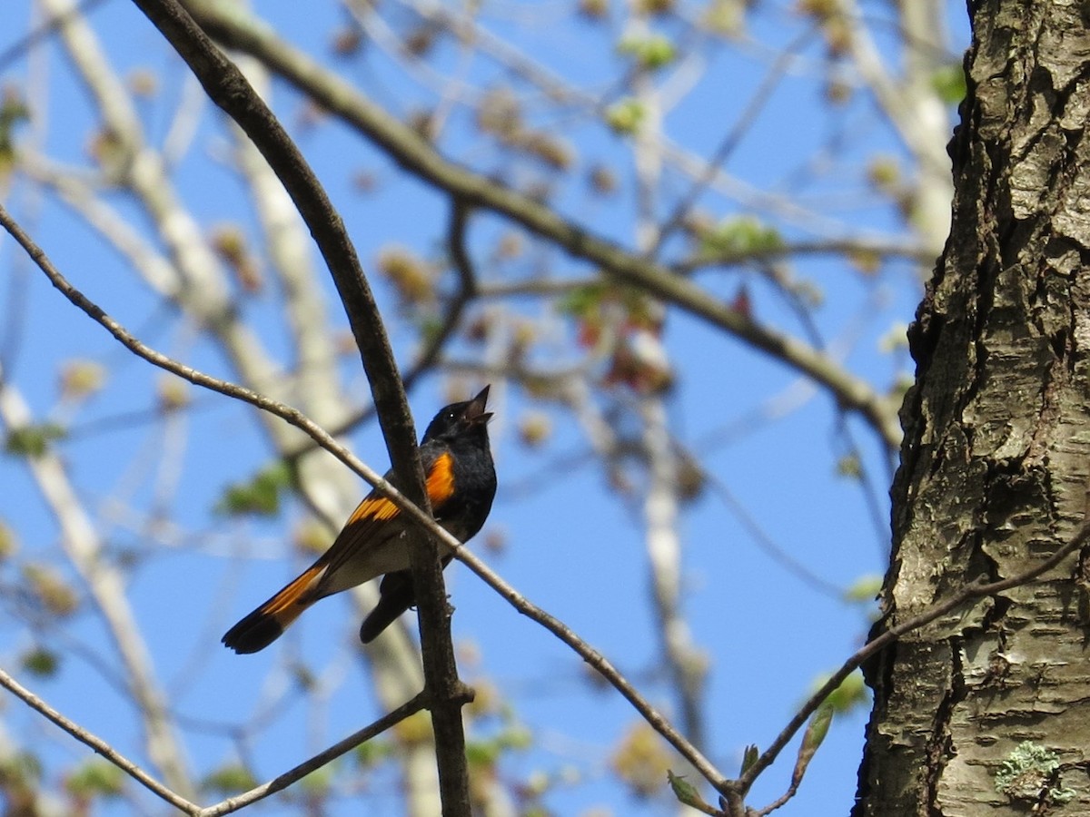 American Redstart - ML56600801