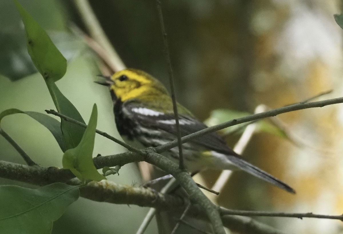 Black-throated Green Warbler - ML566008451